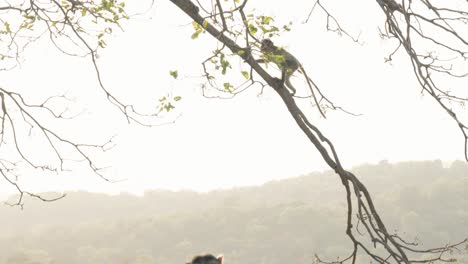 큰 원숭이는 앉아서 지켜보고 있고 어린 원숭이는 녹색 잎이 있는 나무를 오르고 있습니다.