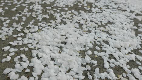 white flower petals on ground