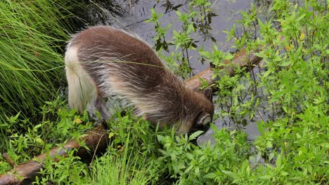 Polarfuchs-(Vulpes-Lagopus),-Auch-Bekannt-Als-Weißfuchs,-Polarfuchs-Oder-Schneefuchs.-Lebt-In-Den-Arktischen-Regionen-Der-Nördlichen-Hemisphäre-Und-Ist-In-Der-Gesamten-Arktischen-Tundra-Verbreitet.