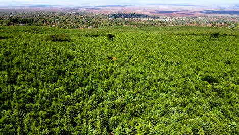 drone view- africa forest- africa bush fire