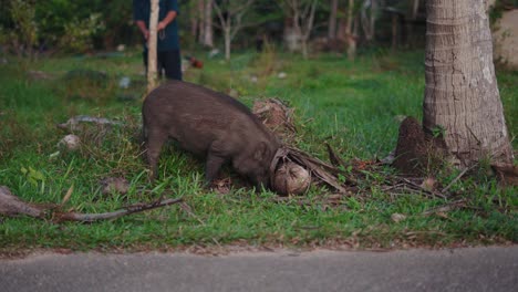 wild boar foraging in a rural setting