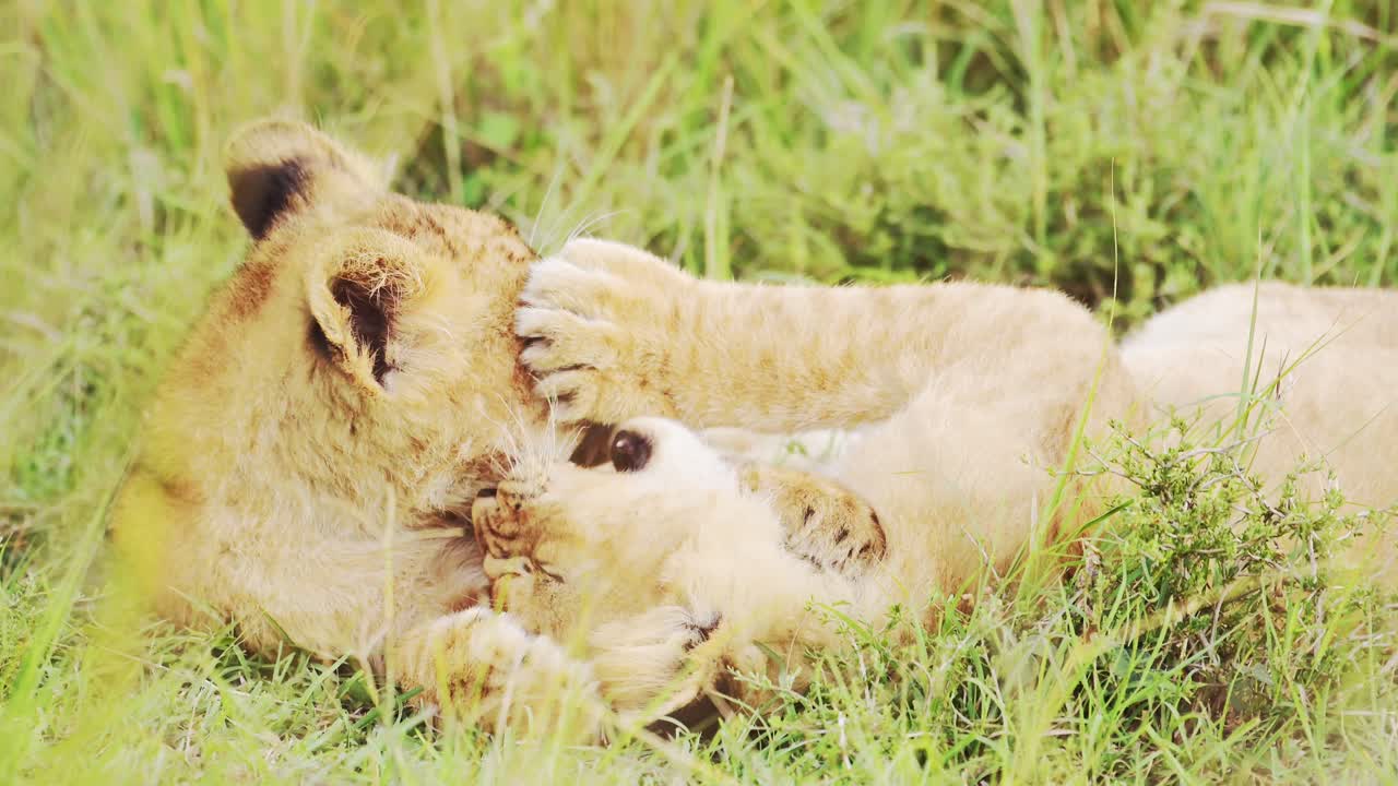 leeuwenkinderen spelen in afrika, grappige baby dieren van schattige jonge leeuwen in het gras op een afrikaanse wildlife safari in masai mara, kenia in masai mara national reserve groene grassen