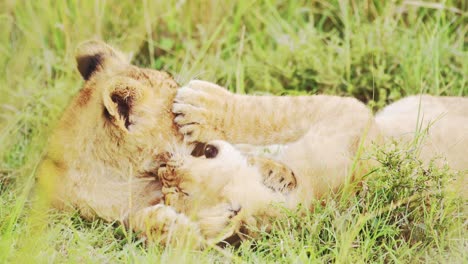 lion cubs playing in africa, funny baby animals of cute young lions in grass on african wildlife safari in maasai mara, kenya in masai mara national reserve green grasses