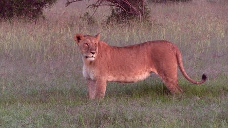 león hembra salvaje de pie en la hierba larga de masai mara, kenia - primer plano