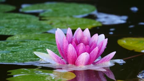 lotus flower in a pond