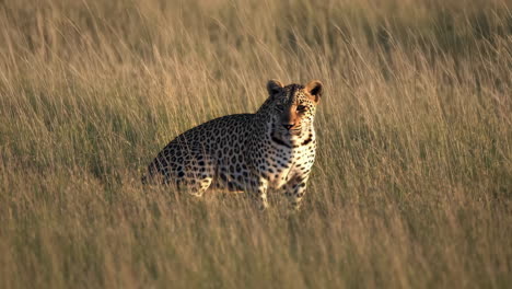 leopard in the african grasslands