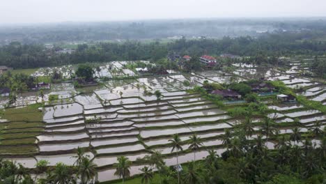 Impresionante-Antena-De-Terrazas-De-Arrozales-En-La-Granja-Bali