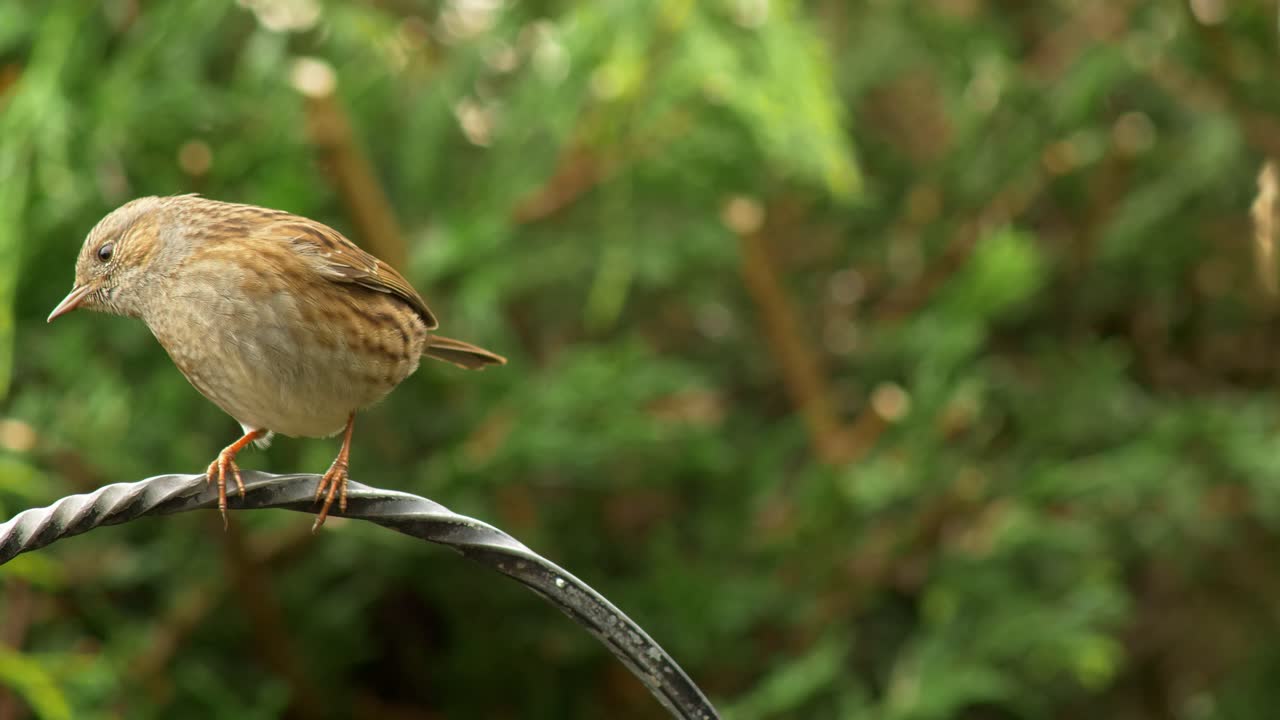 un acentor común en un entorno de jardín británico sale volando de una mesa de pájaros en busca de comida