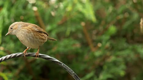 A-Dunnock-in-a-British-Garden-environment-flies-off-of-a-bird-table-in-the-search-for-food