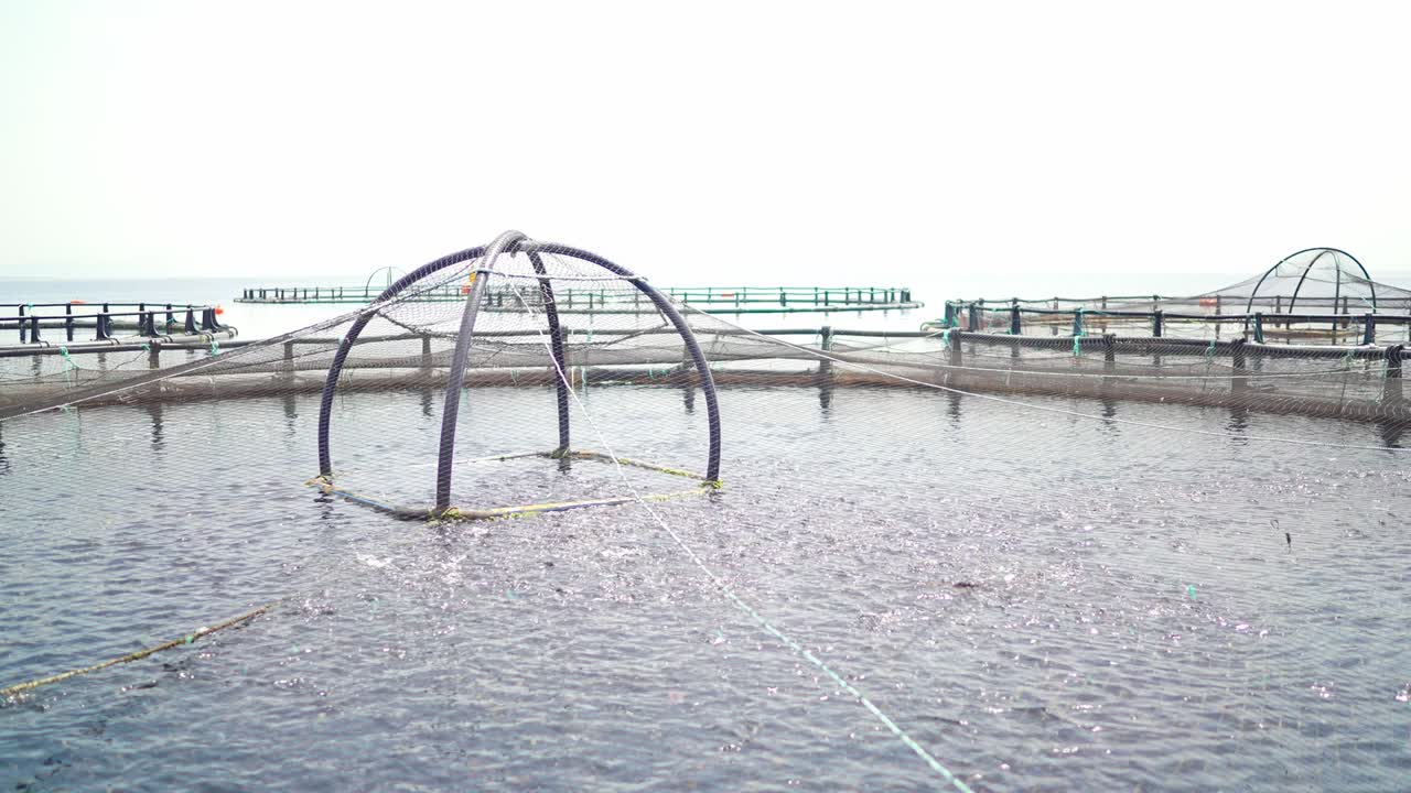 바다 한가운데에 있는 생선 농장에서 작은 물고기들.