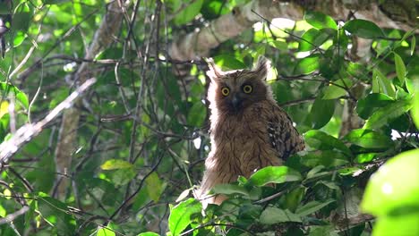 Die-Buffy-Fish-Owl-Ist-Eine-Große-Eule-Und-Doch-Die-Kleinste-Unter-Den-Vier-Fischeulen