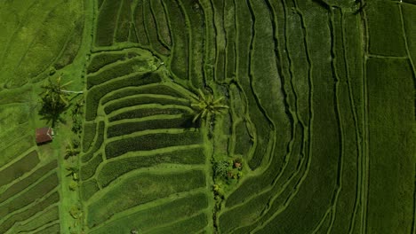 experience the unique beauty of bali as the camera gracefully climbs sideways through the lush and terraced rice fields