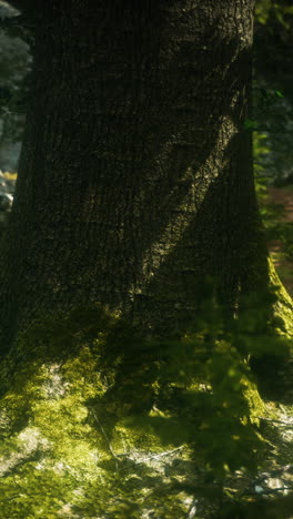 old trees with lichen and moss in green forest