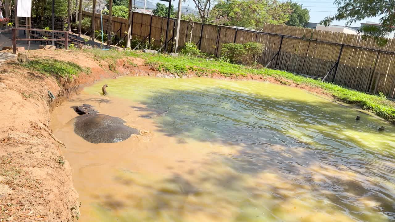 An Asian elephant rolls in a muddy pond under bright sunlight at a Thailand sanctuary