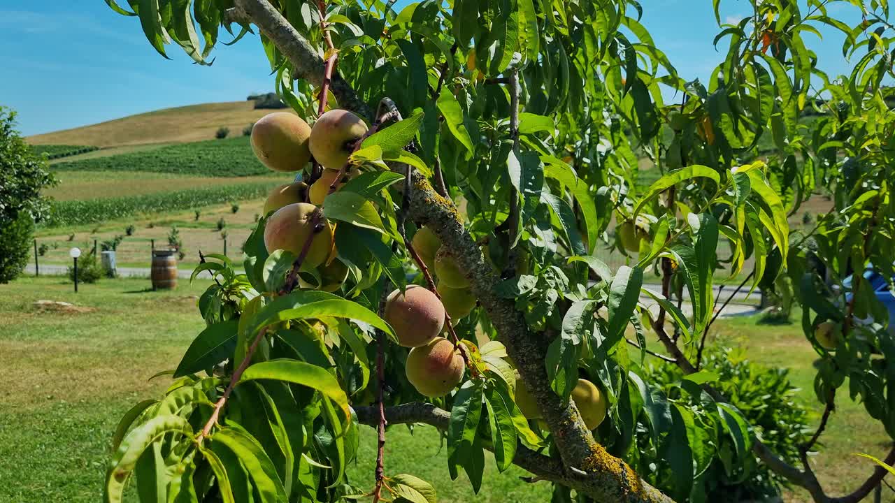 Pesche naturali acerbe sul ramo mosse dal vento