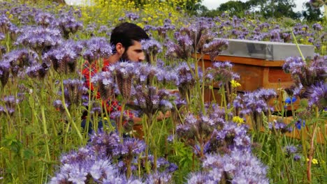 Man-looking-at-beehive-in-a-field