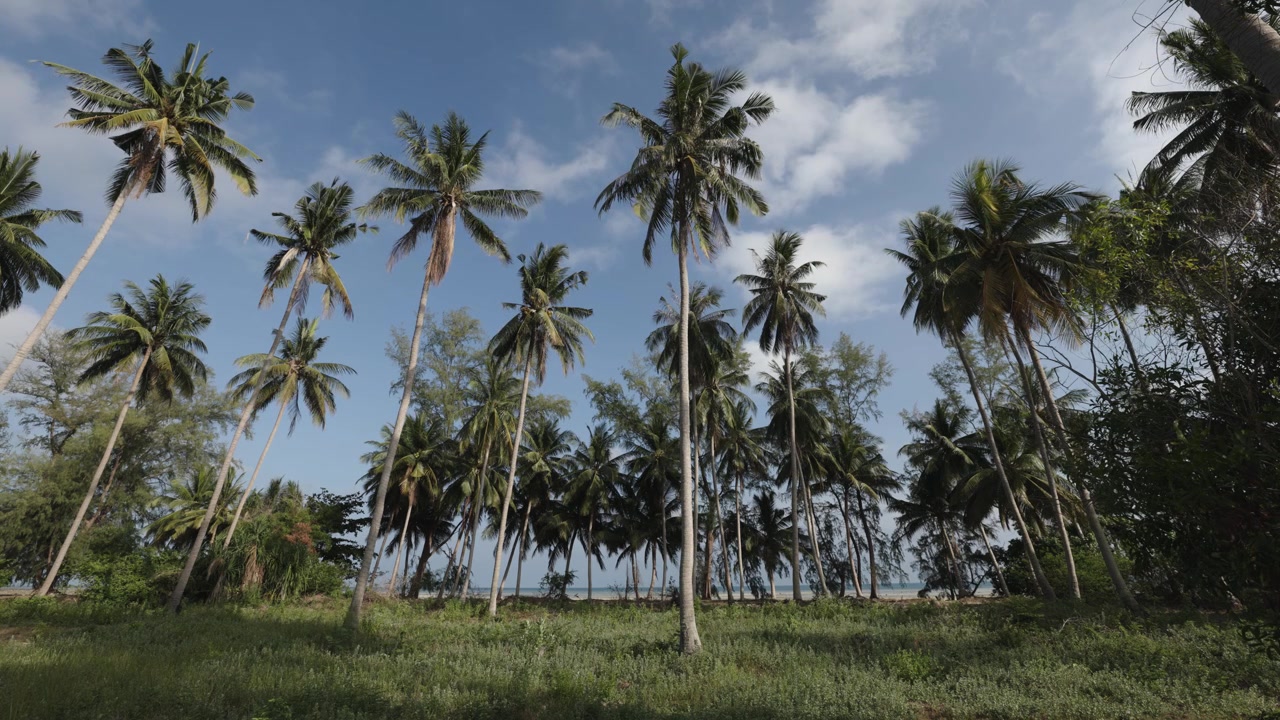 Coconut trees on Koh Samui, blue sky and sea