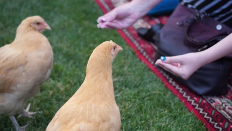 Aquí-Tenemos-Unas-Hermosas-Gallinas-Rojas-Comiendo-Y-Paseando-Por-El-Jardín-Trasero