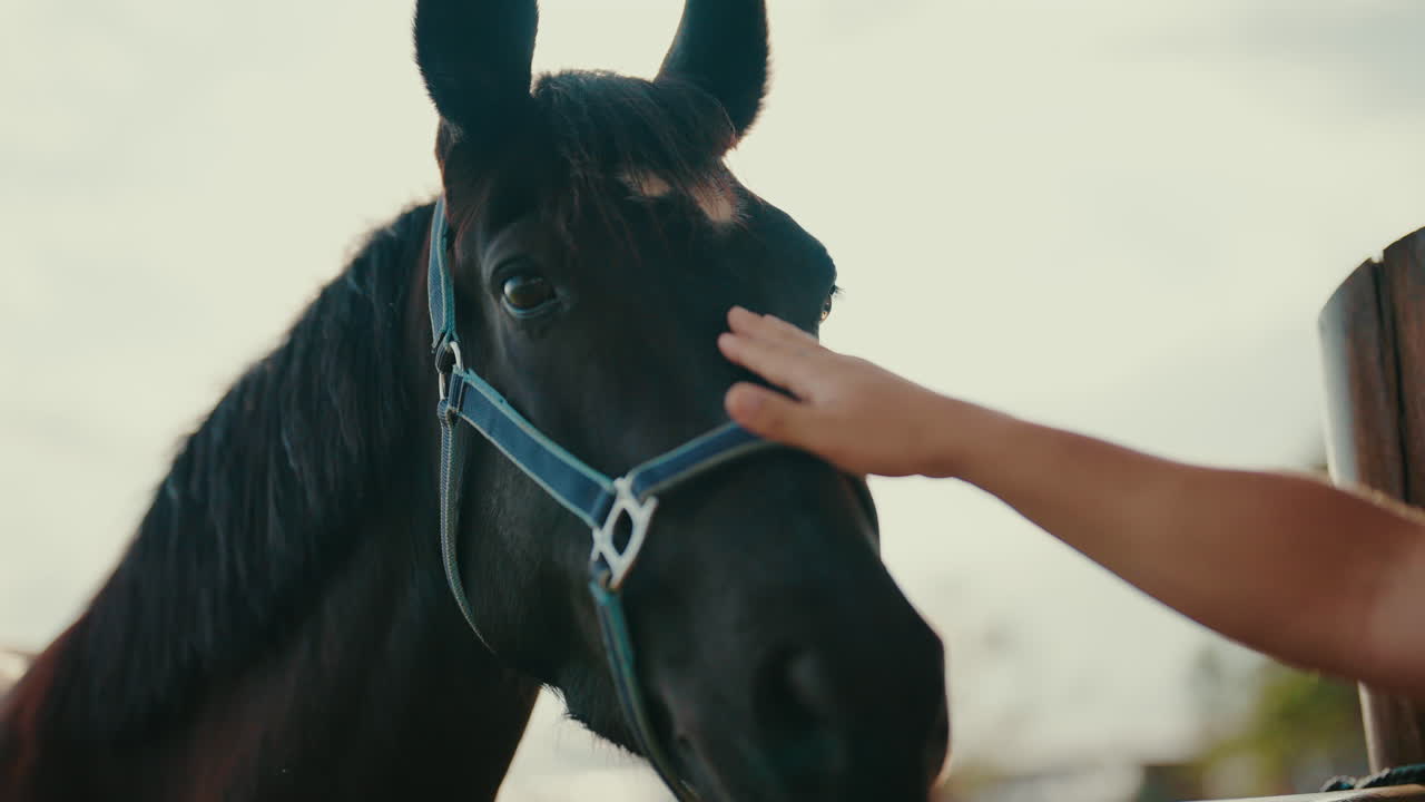 Gentle connection between human and horse in close-up touching moment at sunset