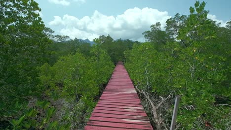 Bosque-De-Manglar-Con-Paseo-Marítimo-Para-Ecoturismo,-Turismo-De-Aventura,-Cámara-Rodante