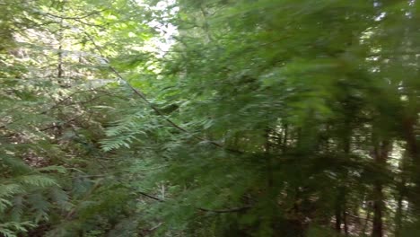 Male-Hiker-Bushwhacking-through-Thick-Brush-on-an-Old-Logging-Road---Thunder-Mountain,-Vancouver-Island,-BC,-Canada