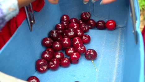 manos cercanas inclinando cerezas rojas maduras recogidas en la canasta de recolección de cerezas