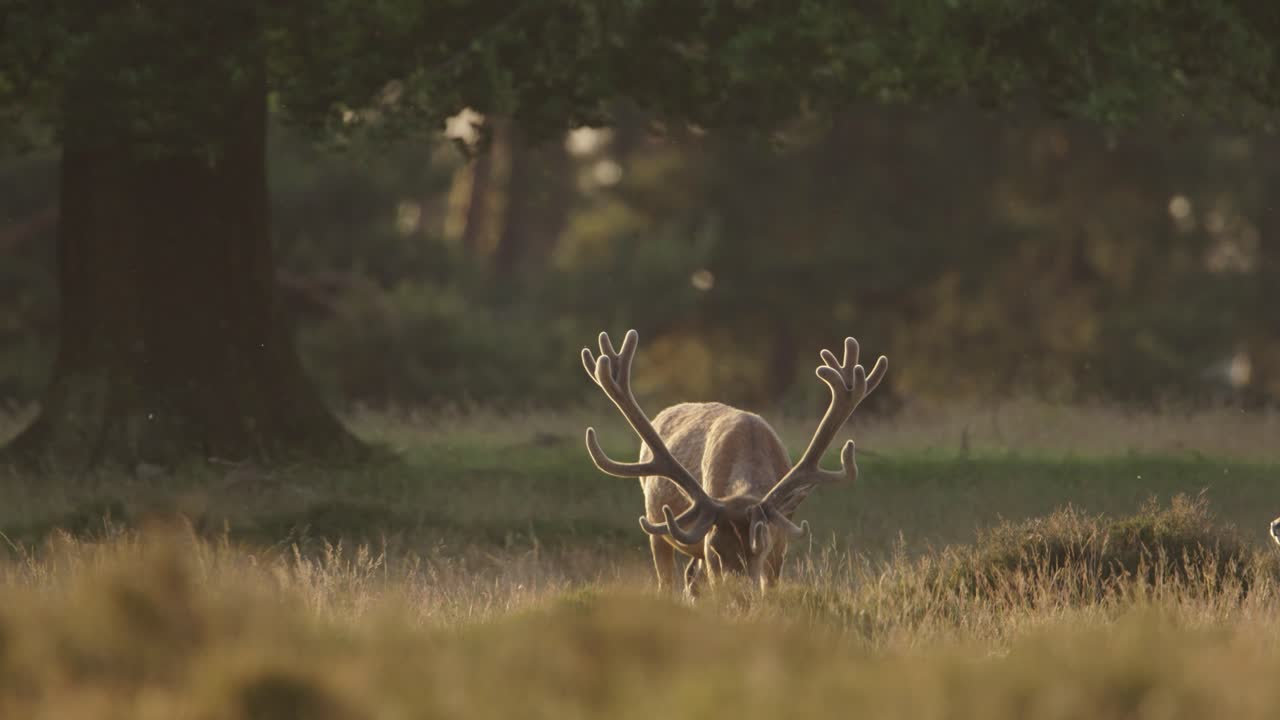 un solo ciervo rojo con cornamentas majestuosas pastando en el prado a la hora dorada