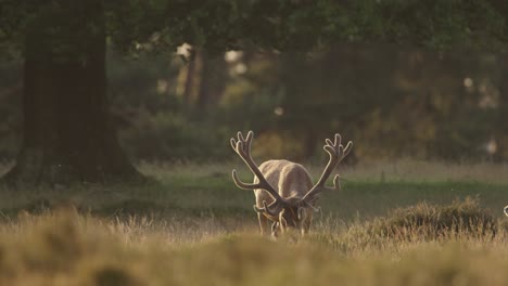 Single-Red-deer-stag-with-majestic-antlers-grazing-in-meadow-at-golden-hour