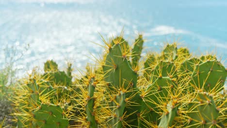 closeup of a cactus plant with long thorns on sunny beach in canary islands