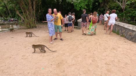 tourists observe monkeys on a sandy path