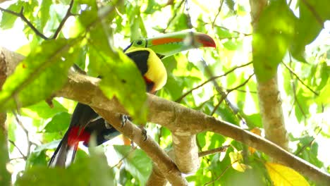 low angle shot of toucan bird perched on a branch amidst green leaves