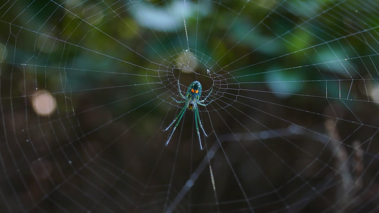 Filmatisk nærbilde av en grønn hjulspinnedderkopp som intrikat spinner sitt nett med presisjon. Mykt naturlig lys skaper en fredelig atmosfære i dette detaljerte, fengslende makrobildet.