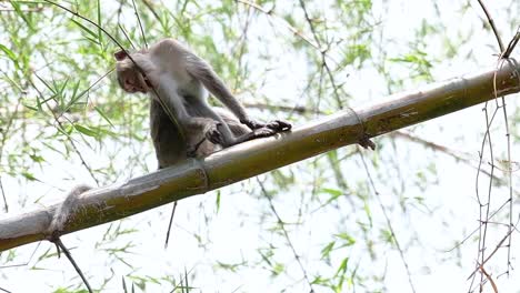 i macachi dalla coda lunga sono le scimmie più facili da trovare in thailandia poiché sono presenti nei complessi di templi, nei parchi nazionali e persino nei villaggi e nelle città