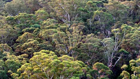 a group of trees that are in the woods together, aerial view, australian tonalism