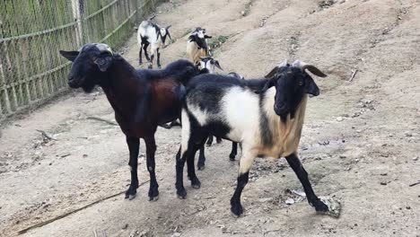 group of goats in a rural setting