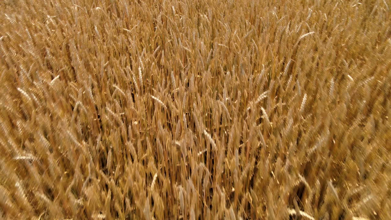 Beautiful yellow agricultural grain field flying forward at low angle with drone