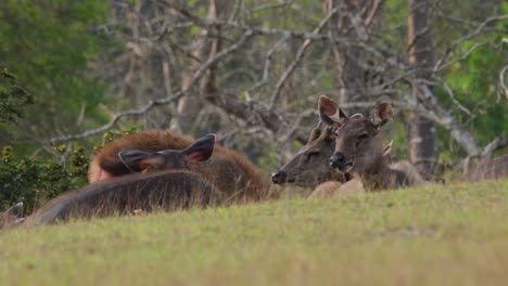 sambar, rusa unicolor, tailandia