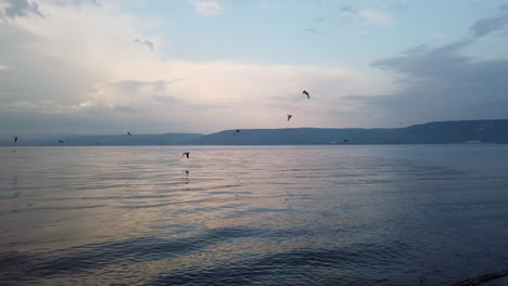 Seagulls-flock-fly-over-the-dead-sea,-try-to-catch-fish,-cloudy-blue-sky-background