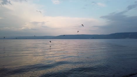las gaviotas vuelan sobre el mar muerto, intentan pescar, fondo de cielo azul nublado