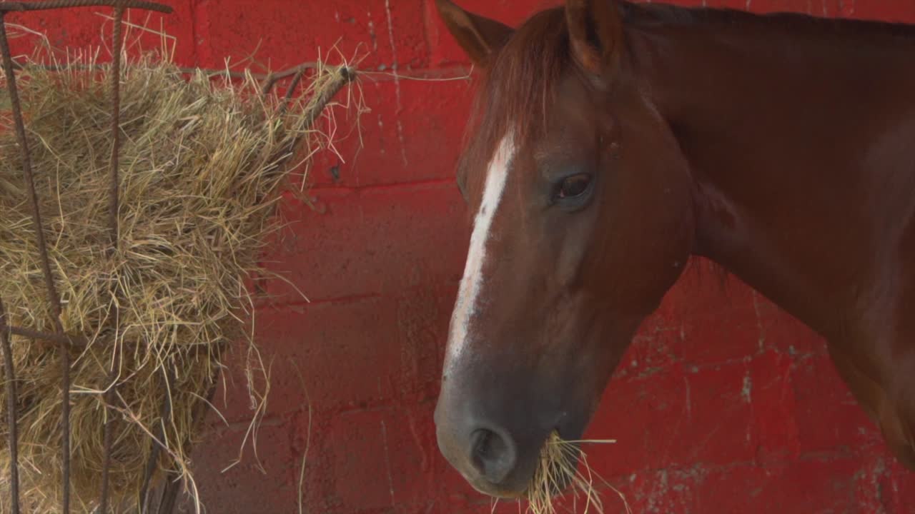 Smuk brun hest med en hvid lige streg i midten af ansigtet står alene og spiser halm ved en rød blokvæg og en høstak, statisk nærbilledeportræt
