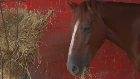 beautiful brown horse with white straight line marking in middle of its face standing alone eating straw by red block wall and hay stack, close up static portrait