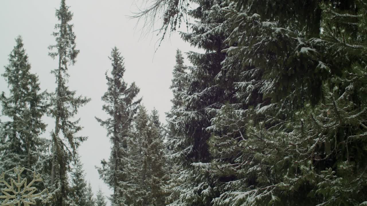 Snøstorm som forvandler fjellskog til vinterlandskap.