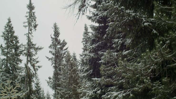 Snøstorm som forvandler fjellskog til vinterlandskap.