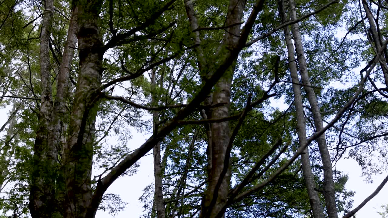 Camera tilts upward past mossy tree trunks and branches in lush New Zealand forest daylight