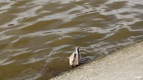 Canadian-duck-with-green-head,-dunks-and-eats-underwater