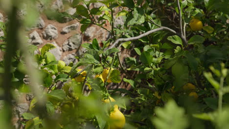 limones maduros colgando en un árbol iluminado por el sol en mallorca