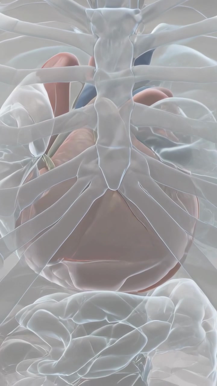 Vertical video: Layering translucency showing fetus rising behind lower sternum and ribs for study