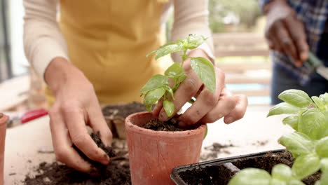 midsection of diverse mature couple potting seedling plants on garden terrace, slow motion