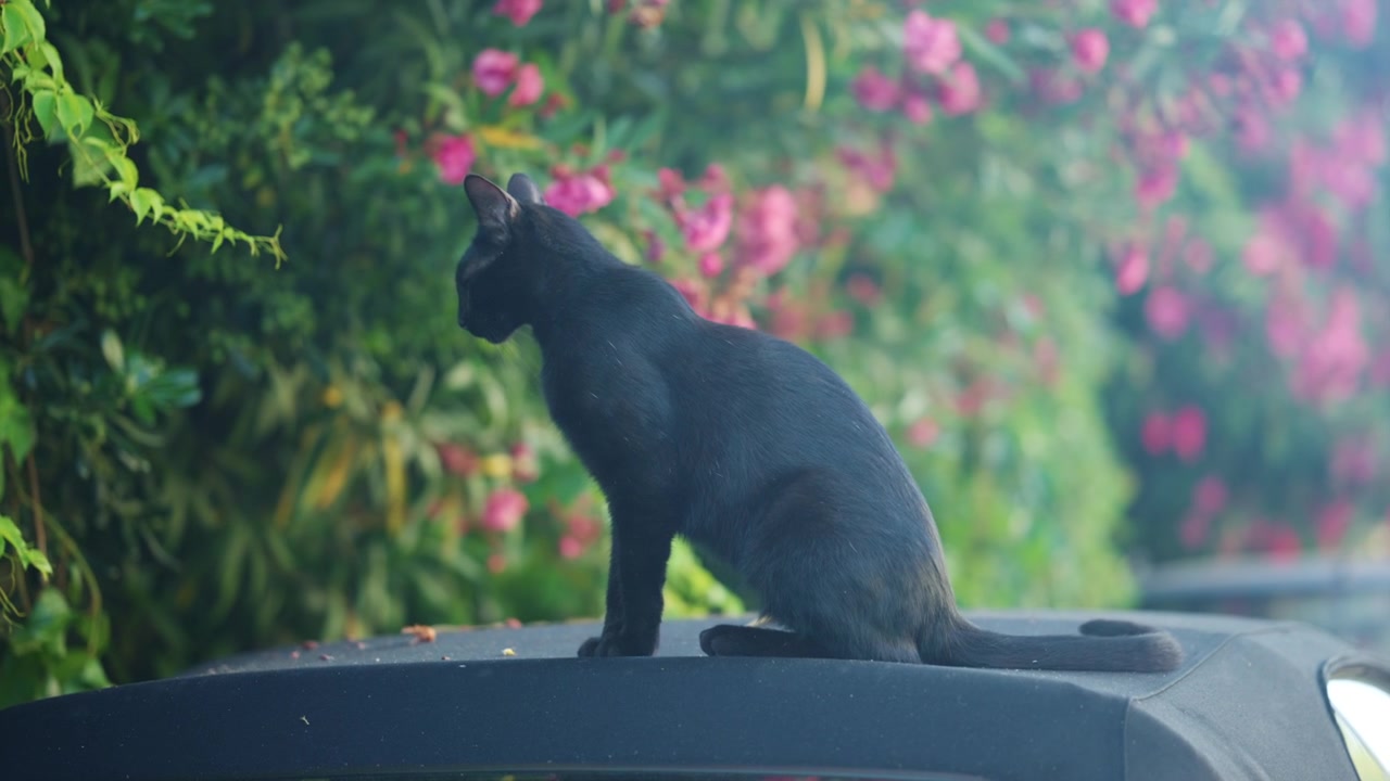 Primo piano di un elegante gatto nero che si guarda intorno lungo un muro illuminato dal sole, con fogliame verde leggermente sfocato sullo sfondo.