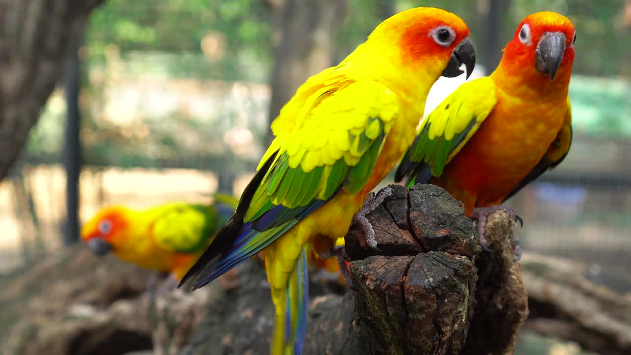 Beautiful colorful sun conure parrot birds on the tree branch